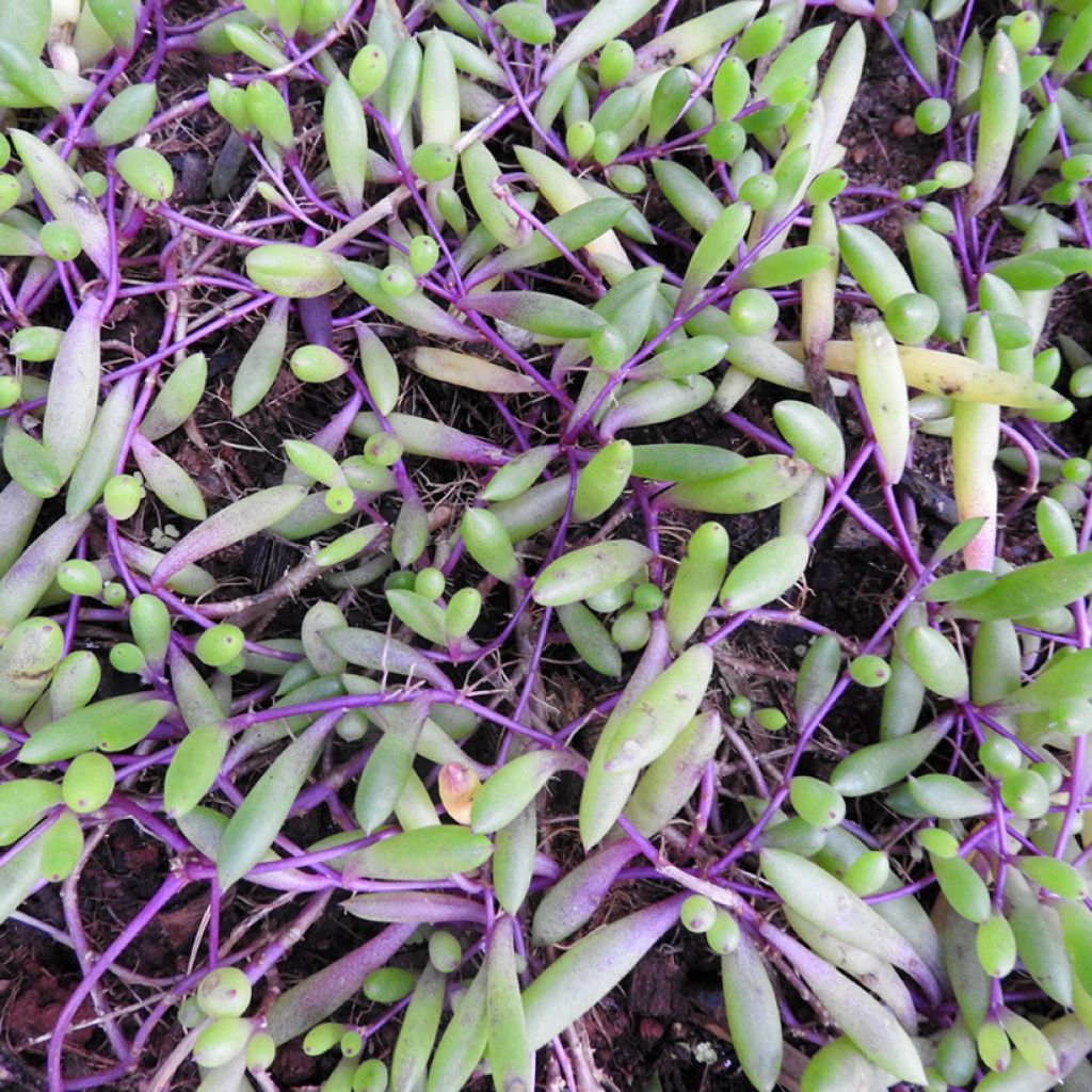 Senecio herreianus Purple Flush - Erwtenplant