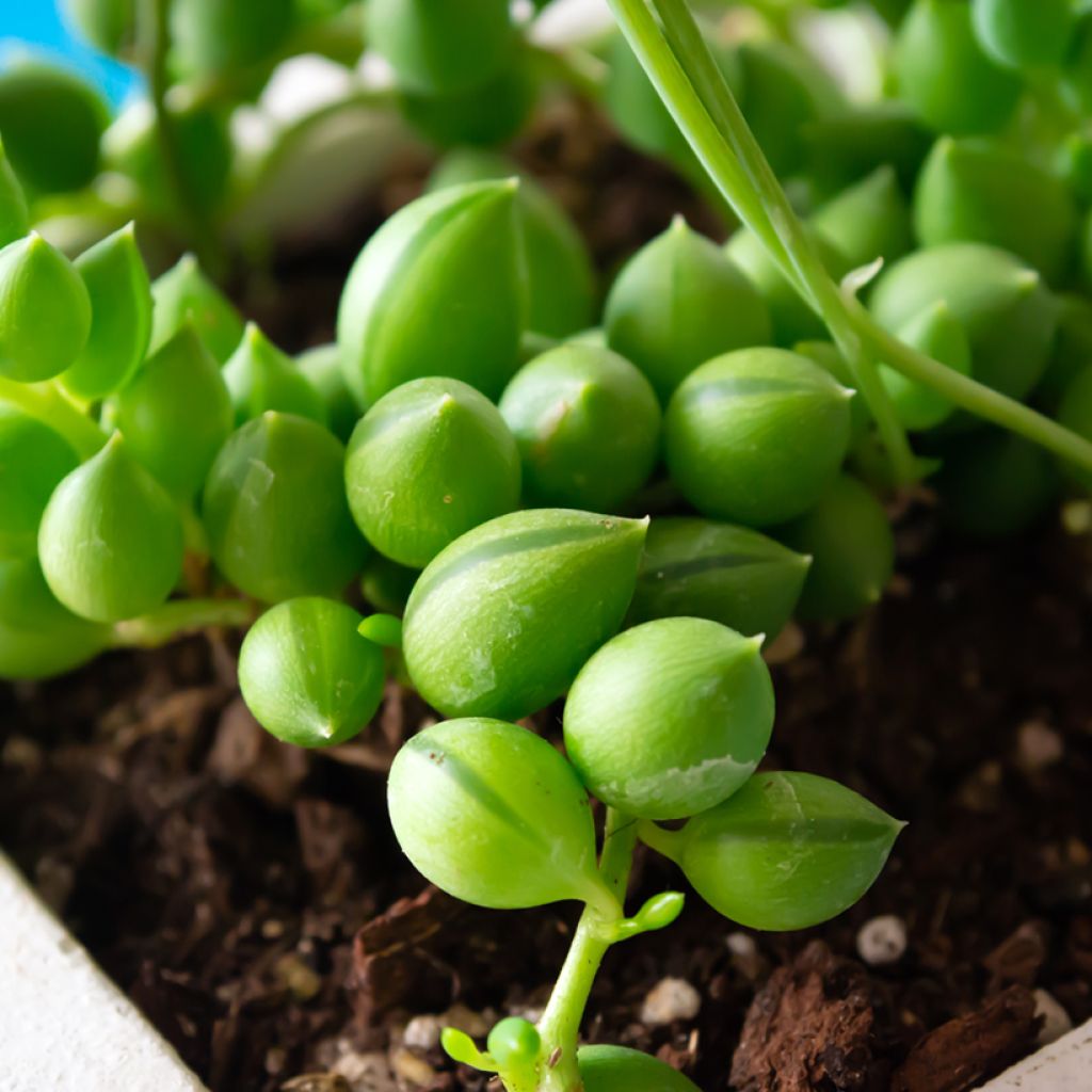 Senecio herreianus - Erwtenplant
