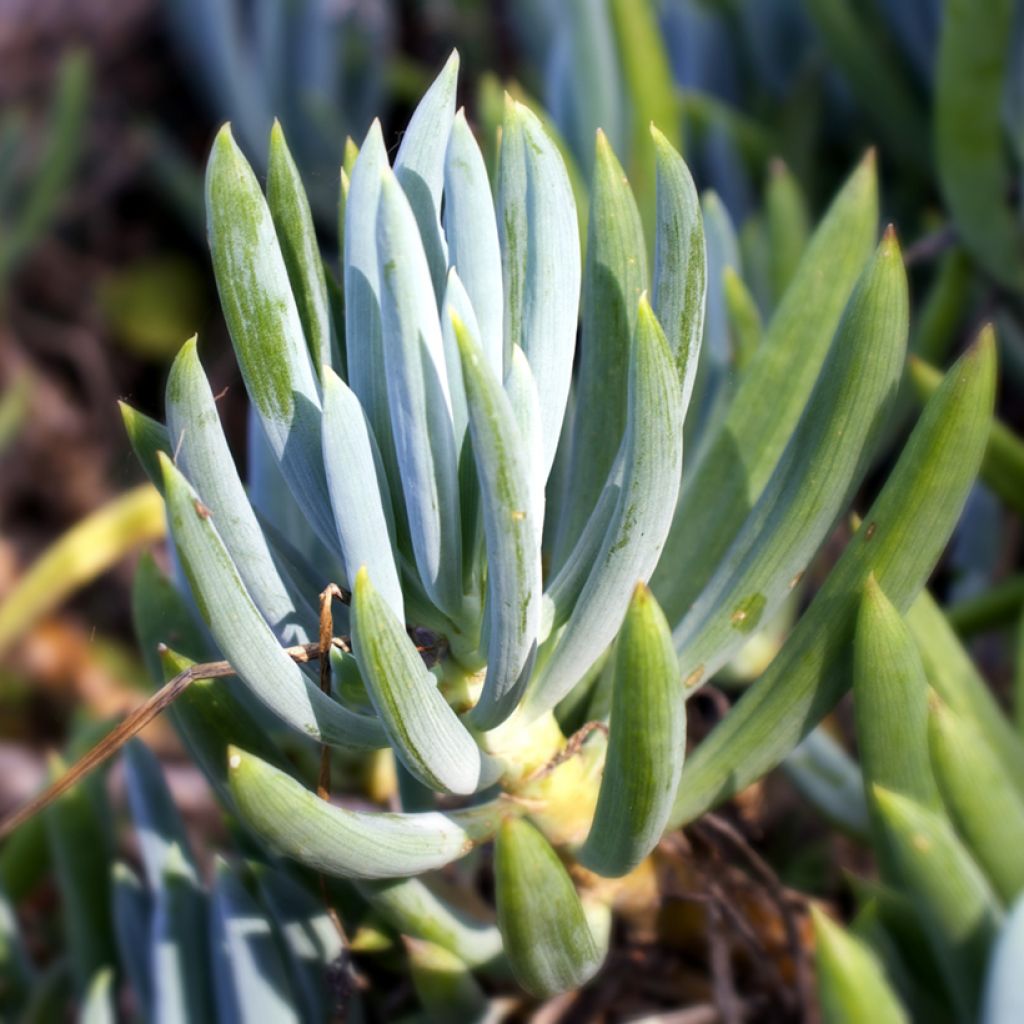 Senecio serpens Blue Chalk - Blauwe krijtplant