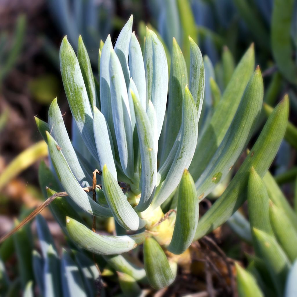 Senecio serpens - Plante succulente