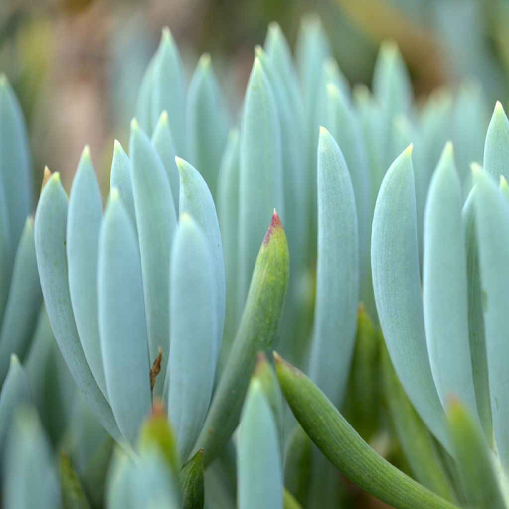 Senecio serpens Dwarf Blue - Blauwe krijtplant