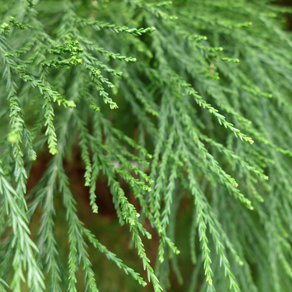 Sequoiadendron giganteum (zaad) - Mammoetboom