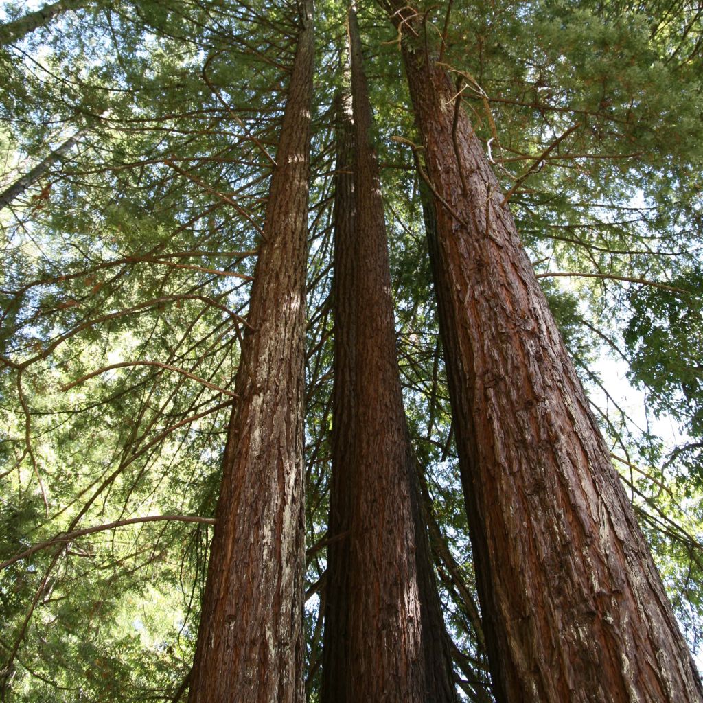 Sequoia sempervirens - Kustsequoia