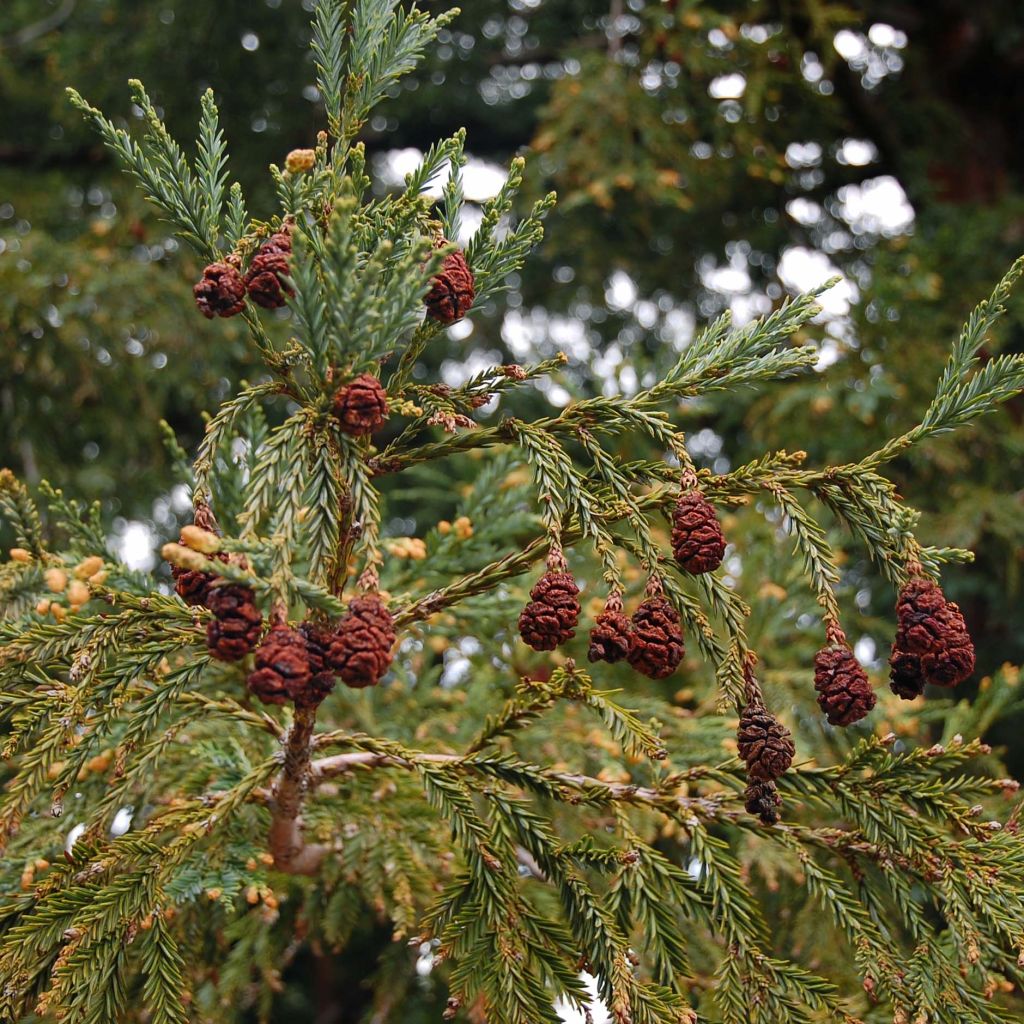 Sequoia sempervirens - Kustsequoia