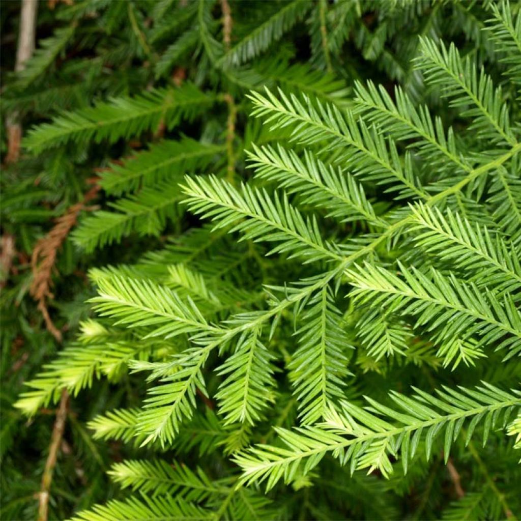 Sequoia sempervirens - Kustsequoia