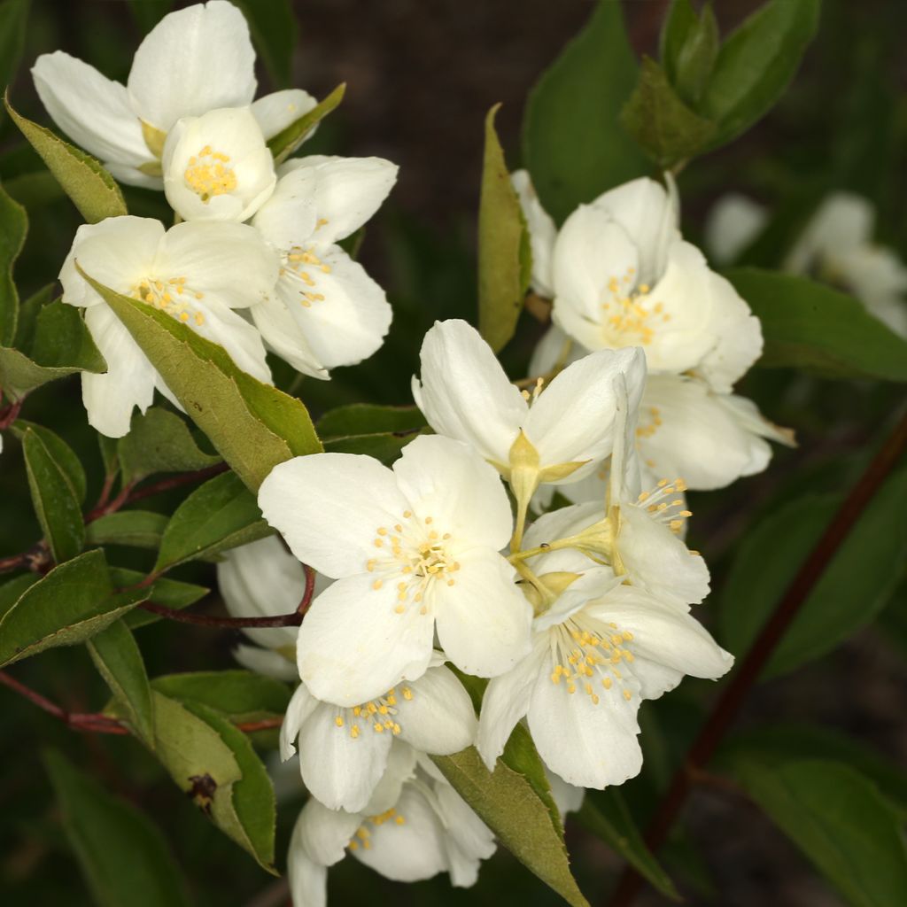 Philadelphus pekinensis - Boerenjasmijn