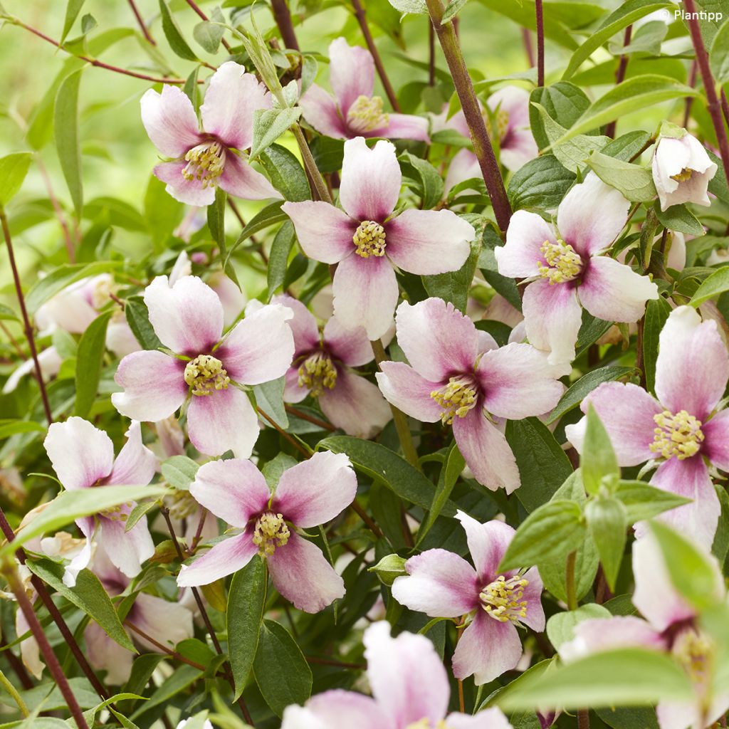 Philadelphus Petite Perfume Pink - Boerenjasmijn
