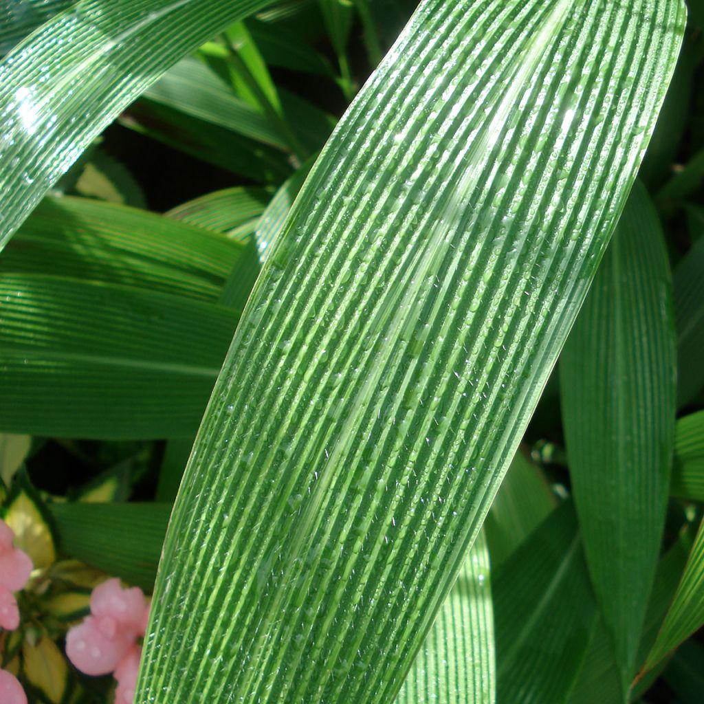 Setaria palmifolia - Palmgras