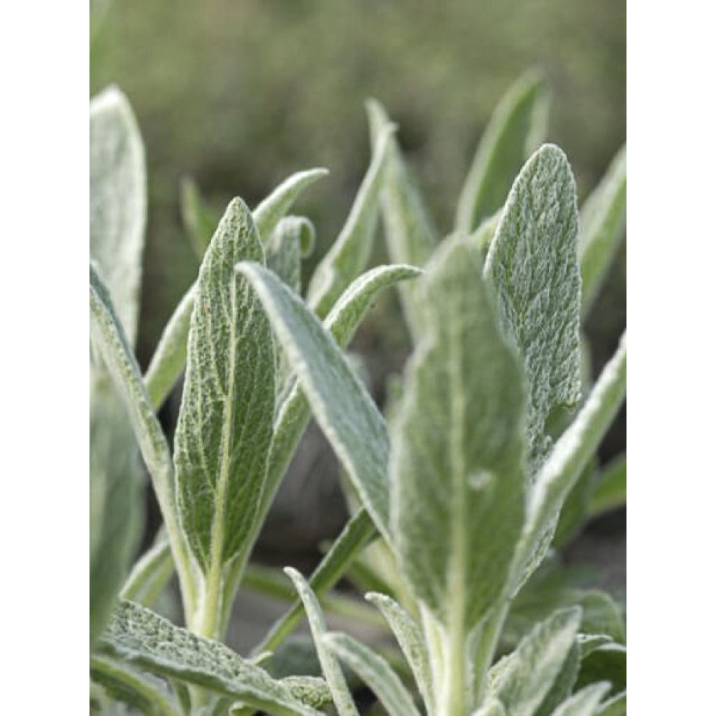 Sideritis scardica - Thé des bergers du Mont Olympe 