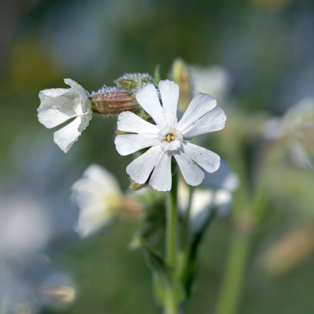 Silene latifolia alba - Avondkoekoeksbloem
