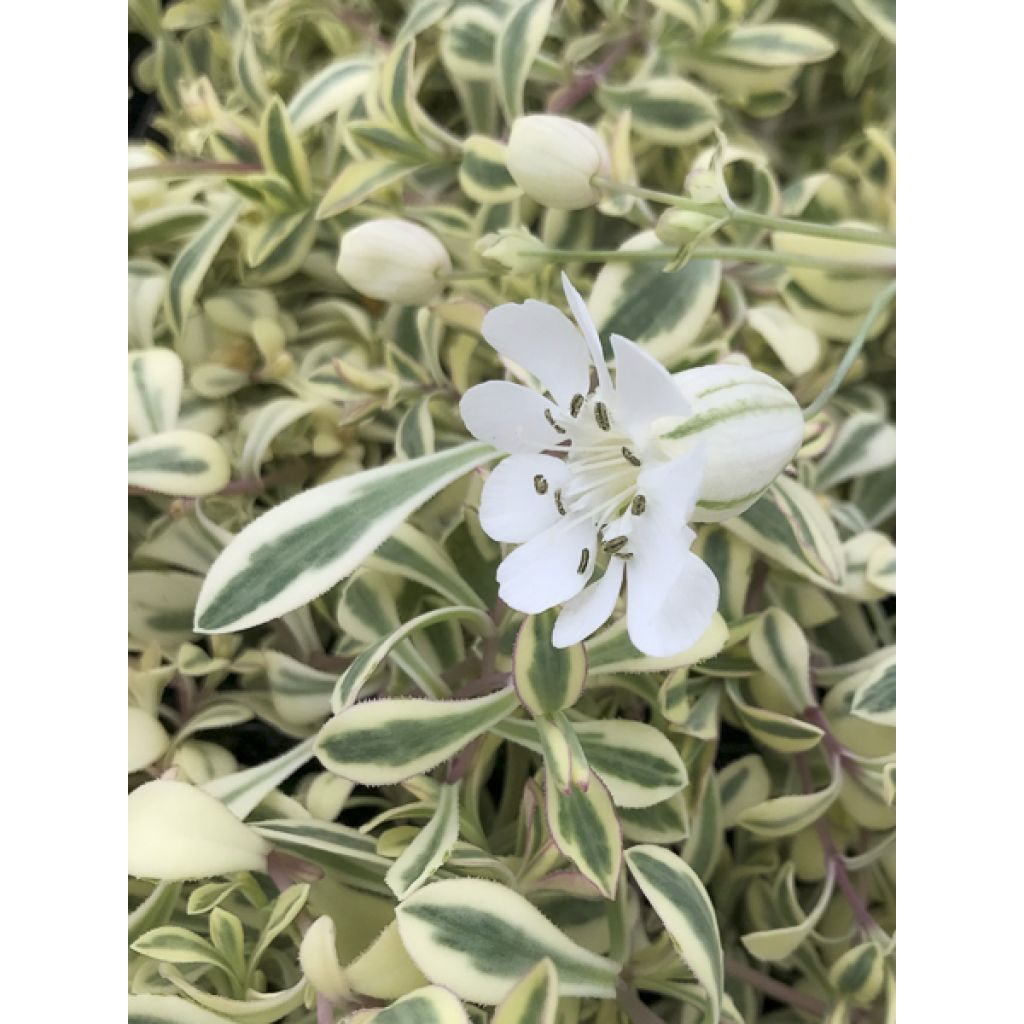 Silène maritime Druett's Variegated - Silene uniflora