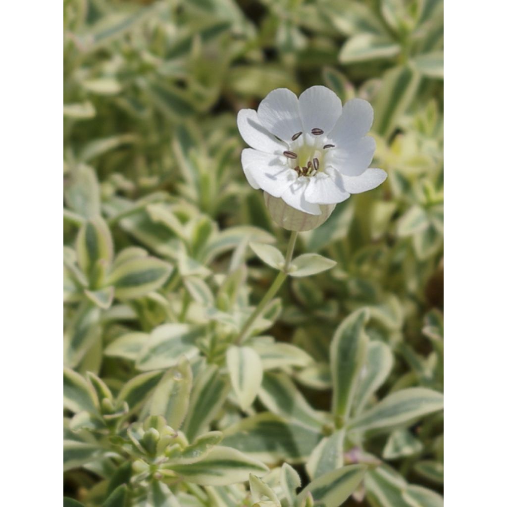 Silène maritime Druett's Variegated - Silene uniflora