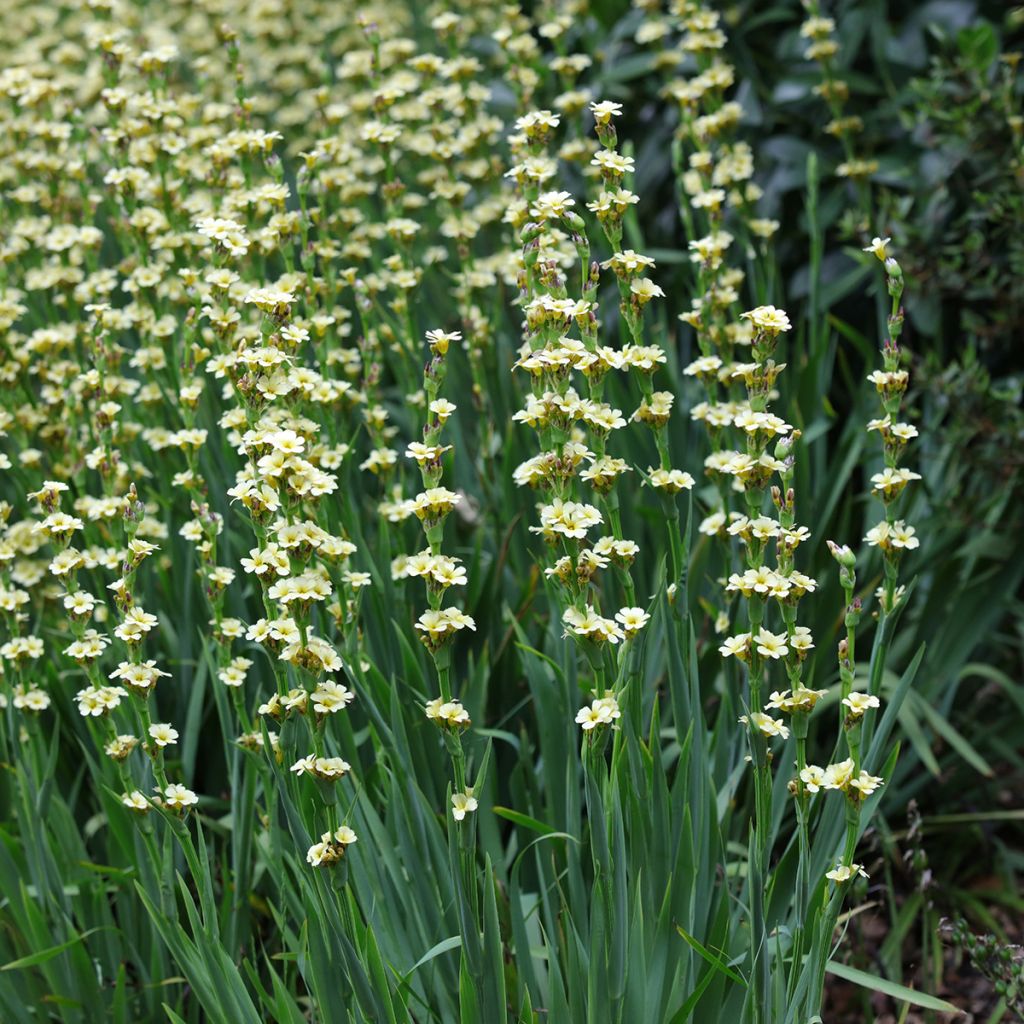 Sisyrinchium striatum - Bieslelie