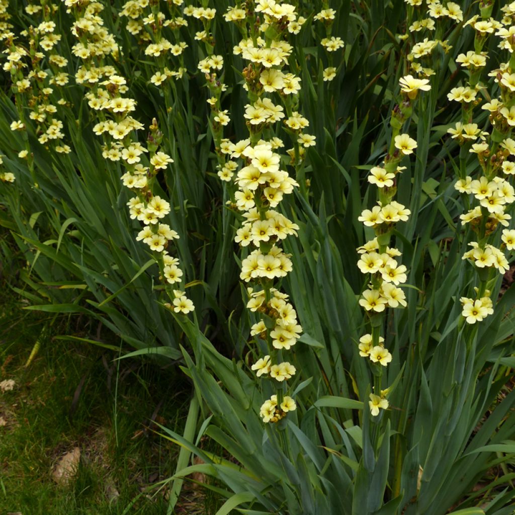 Sisyrinchium striatum - Bieslelie