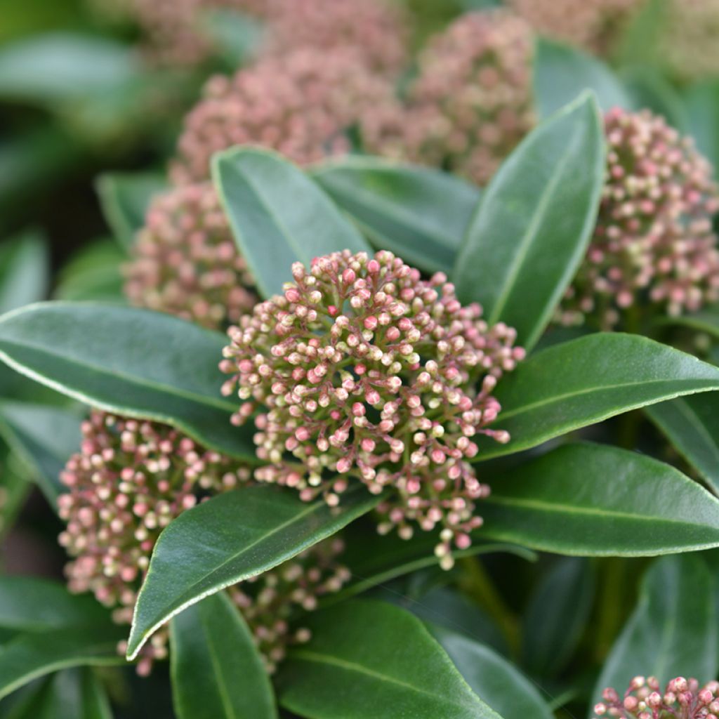Skimmia japonica Marlot - Japanse skimmia