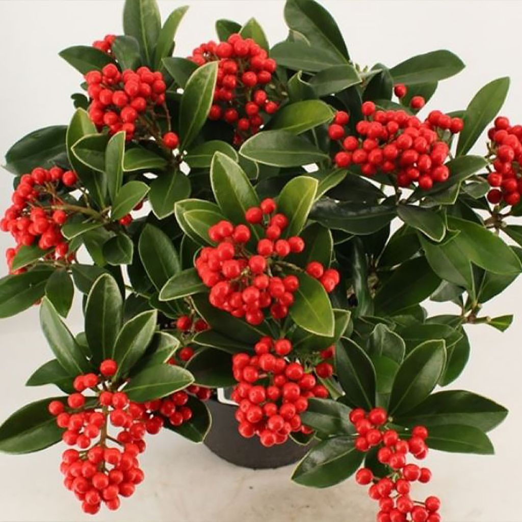 Japanse skimmia Temptation - Skimmia japonica