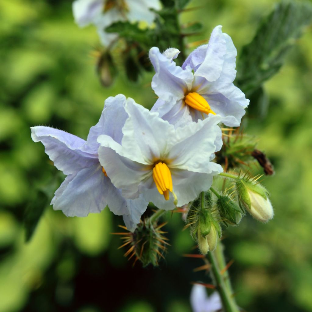Solanum sisymbriifolium Starbenas - Litchitomaat