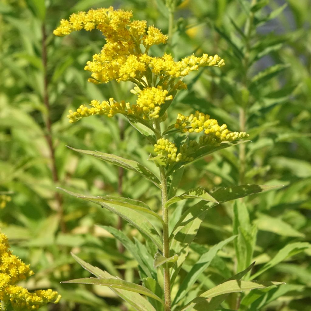 Solidago canadensis Golden Baby - Canadese guldenroede