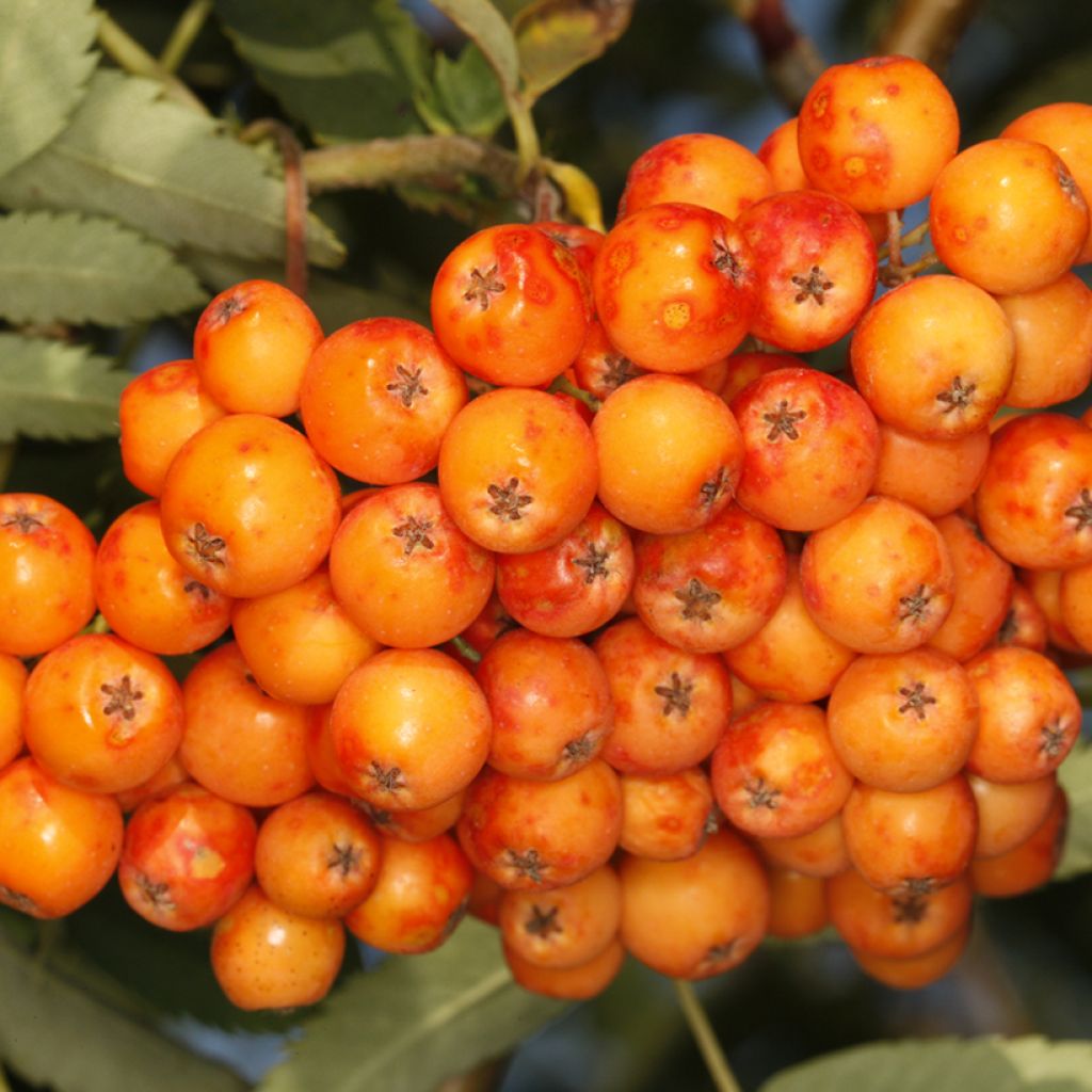 Sorbus Copper Glow - Lijsterbes
