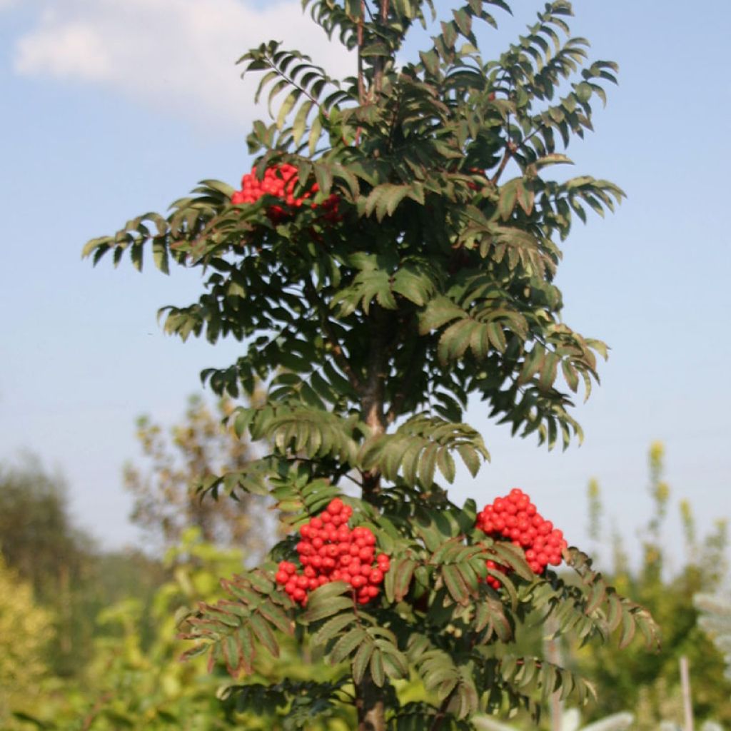 Sorbus aucuparia Fastigiata - Wilde lijsterbes