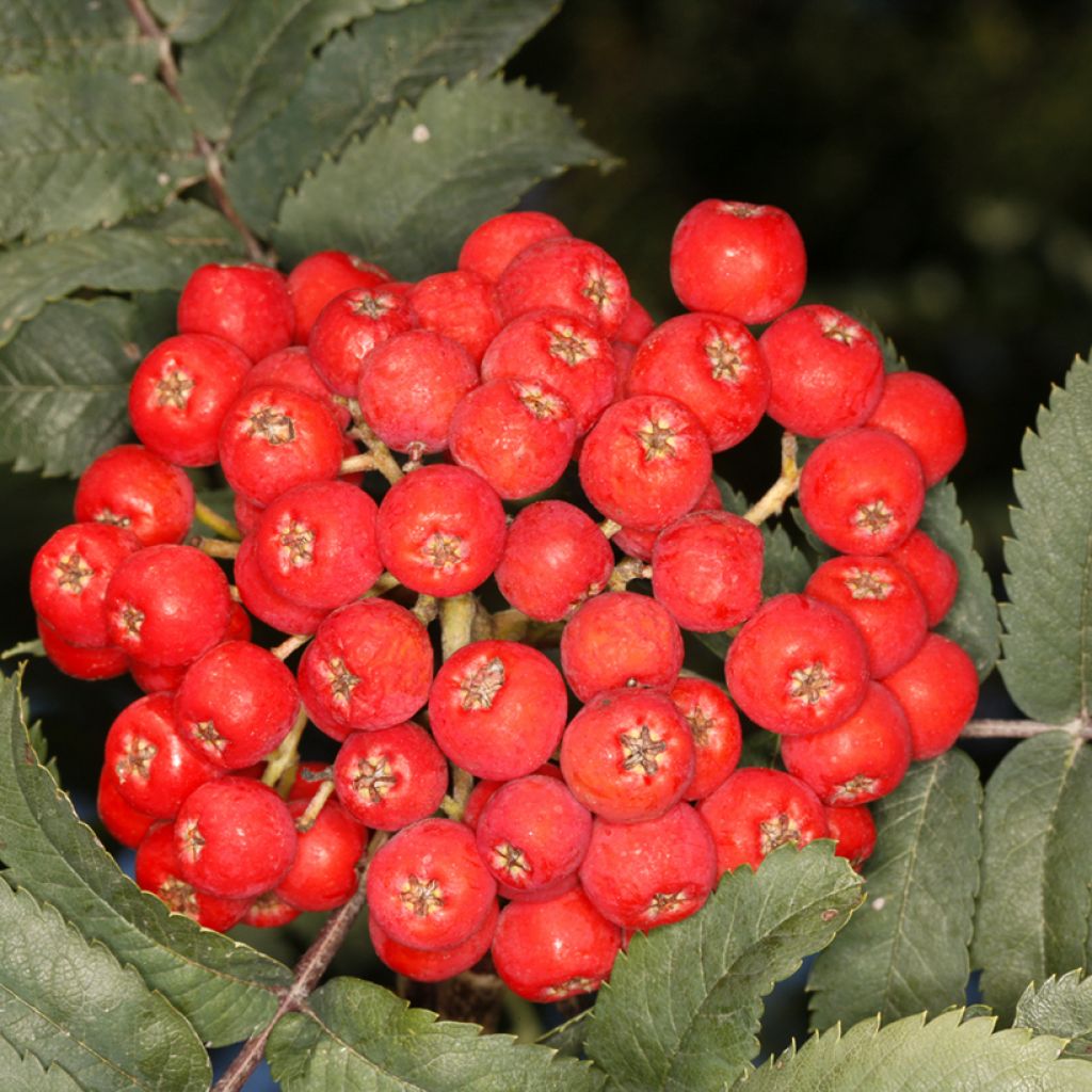 Sorbus aucuparia Fastigiata - Wilde lijsterbes