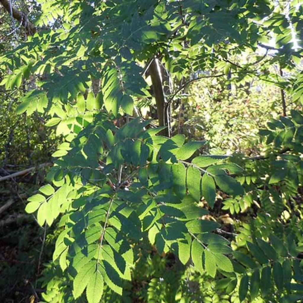 Sorbus aucuparia - Wilde lijsterbes
