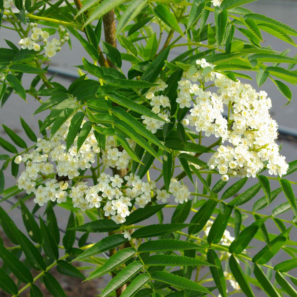 Sorbus wilfordii - Lijsterbes