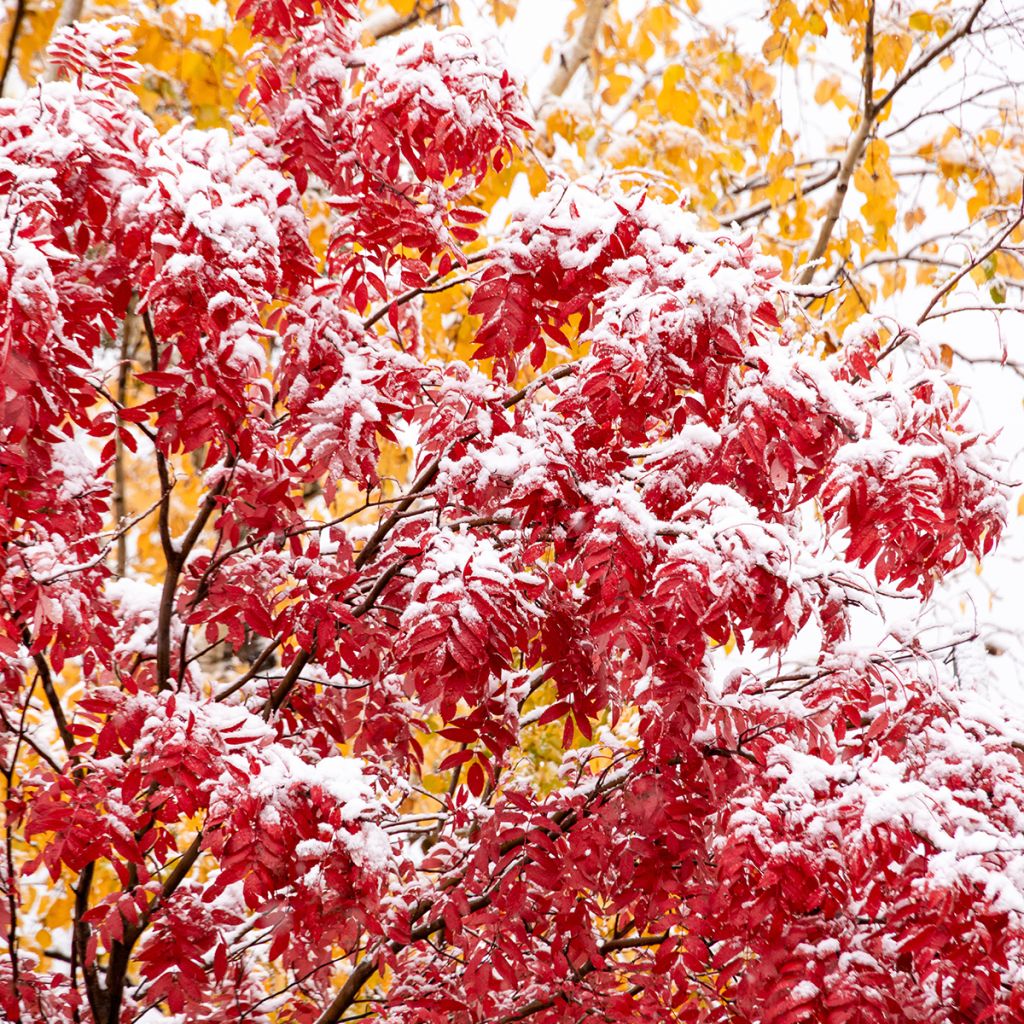 Sorbus wilfordii - Lijsterbes