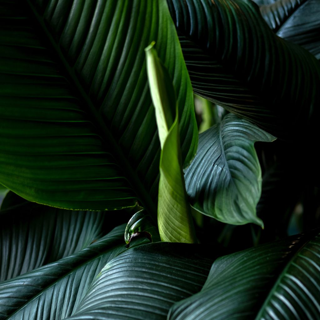 Spathiphyllum Sensation