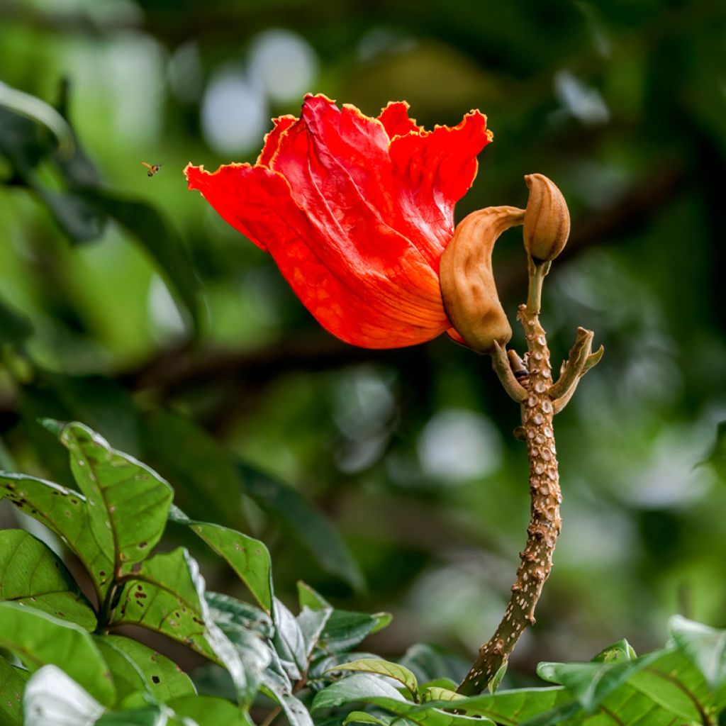 Spathodea campanulata - Afrikaanse tulpenboom