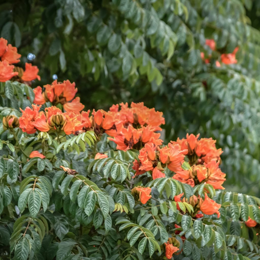 Spathodea campanulata - Afrikaanse tulpenboom