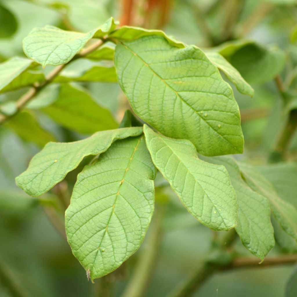 Spathodea campanulata - Afrikaanse tulpenboom