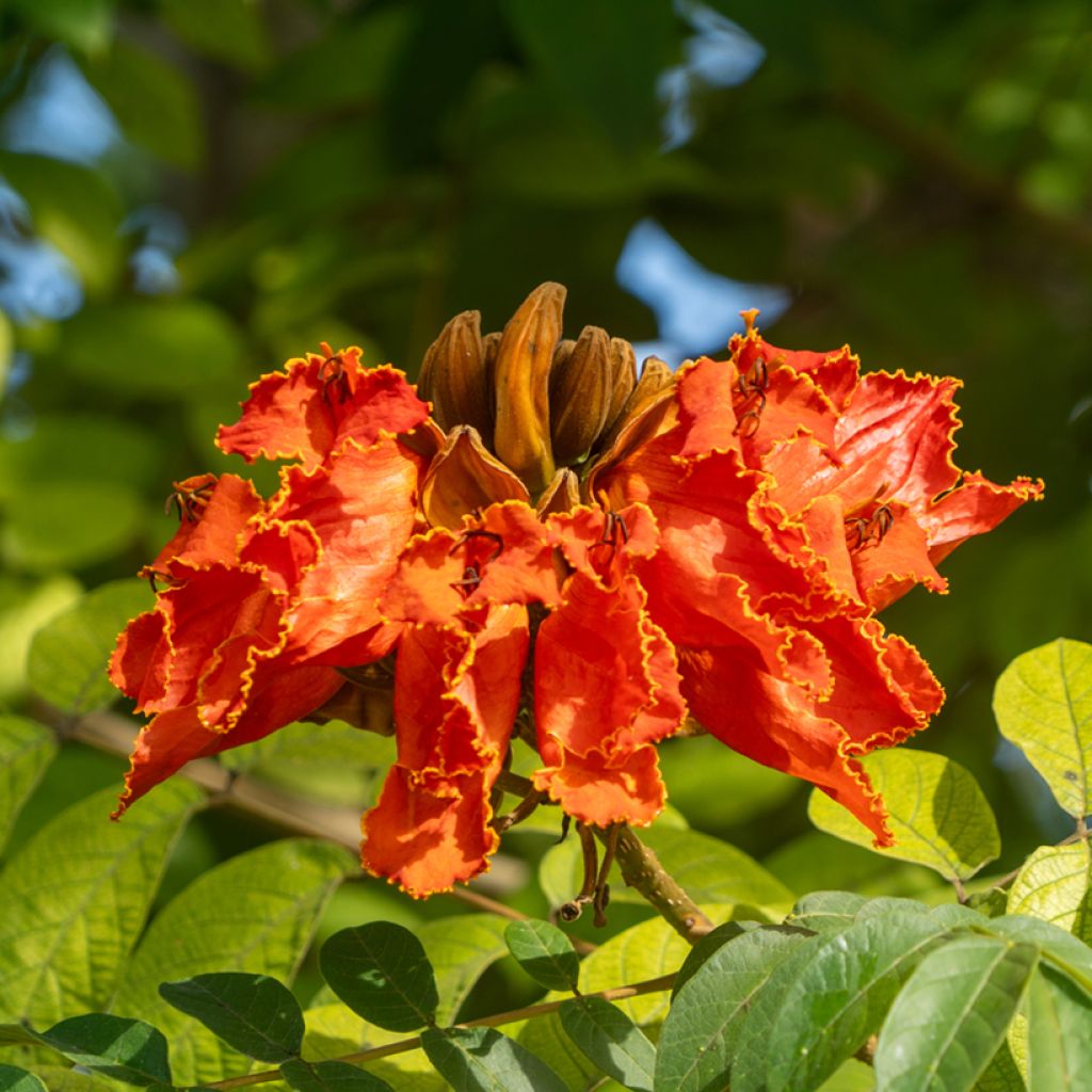 Spathodea campanulata - Afrikaanse tulpenboom
