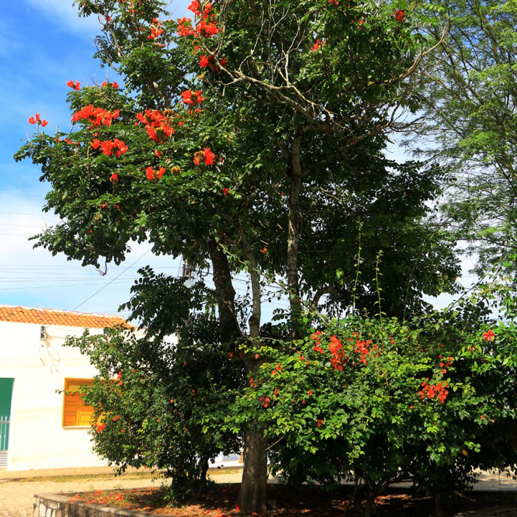 Spathodea campanulata - Afrikaanse tulpenboom