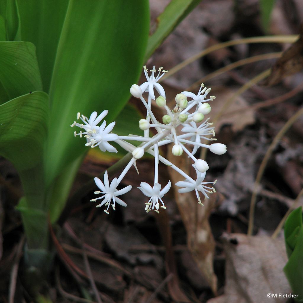 Speirantha convallarioides - Chinese lelietje-van-dalen