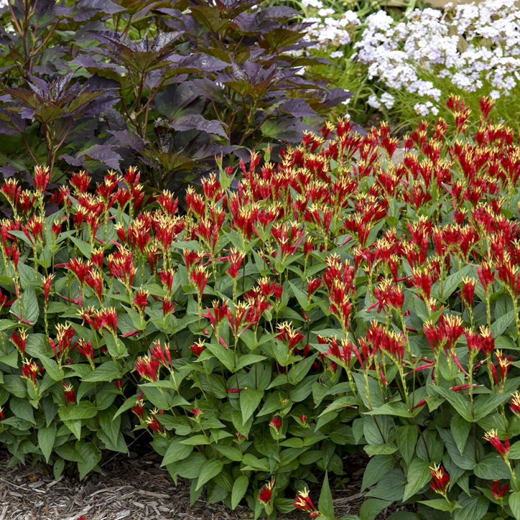 Spigelia marilandica Little Red Head - Vuurgentiaan