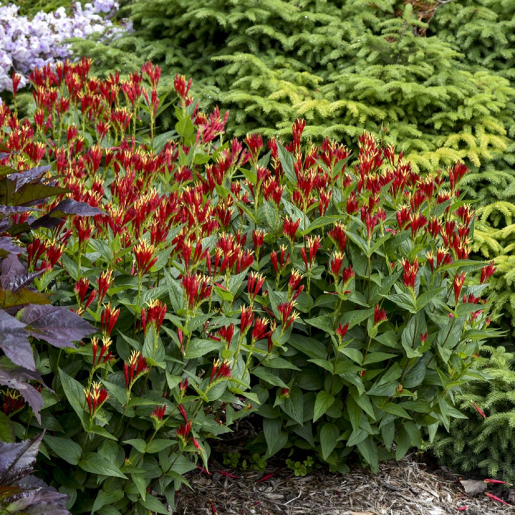 Spigelia marilandica Little Red Head - Vuurgentiaan