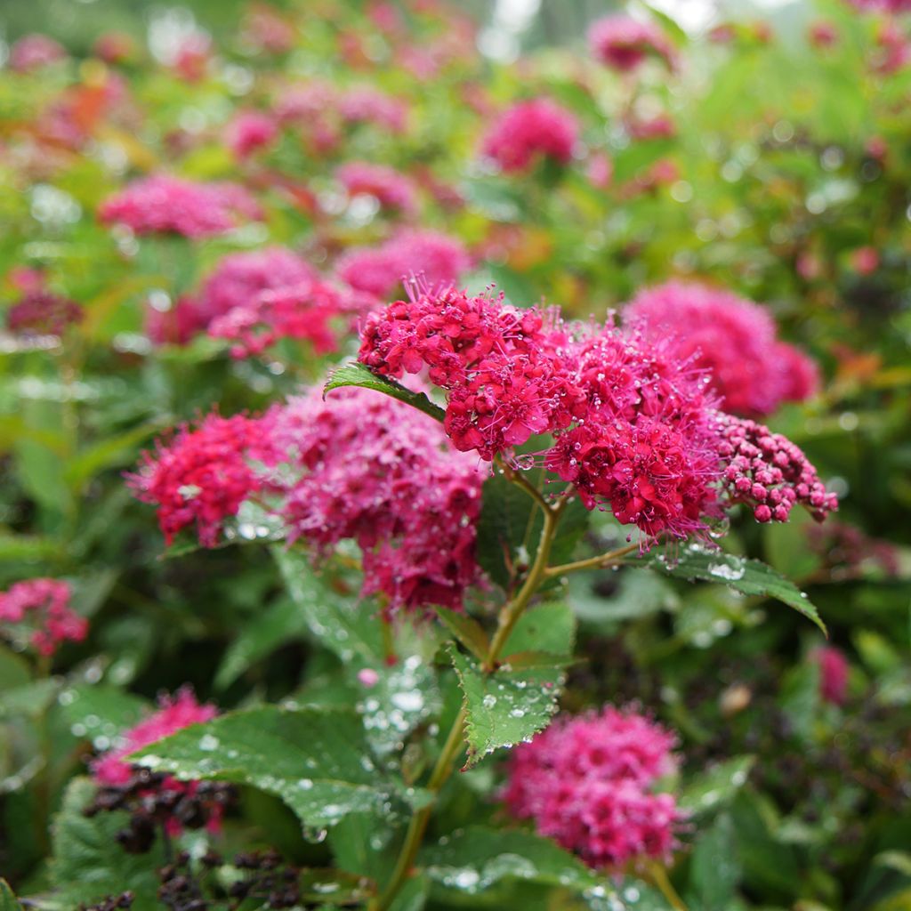 Spiraea japonica Double Play Doozie - Spierstruik