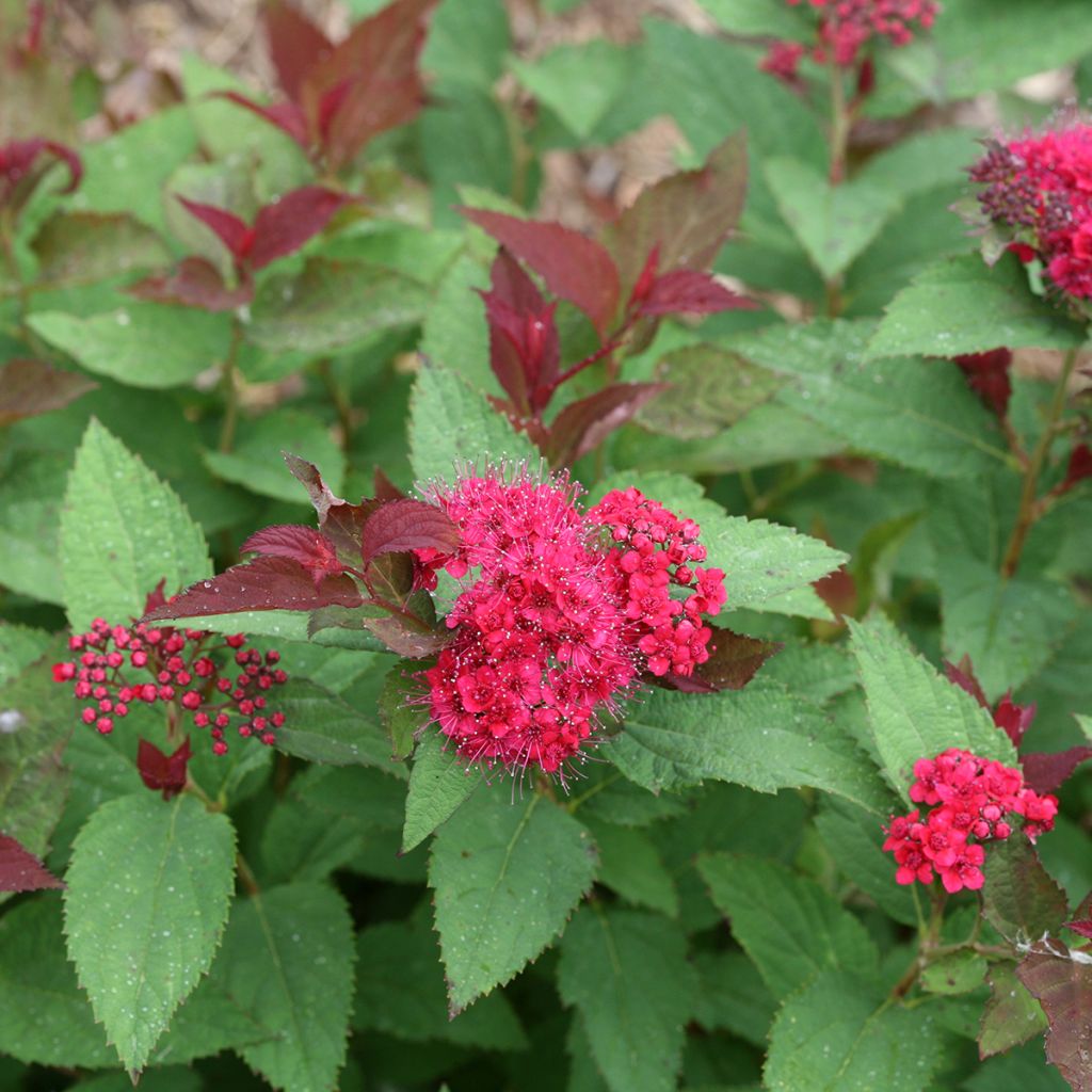 Spiraea japonica Double Play Doozie - Spierstruik