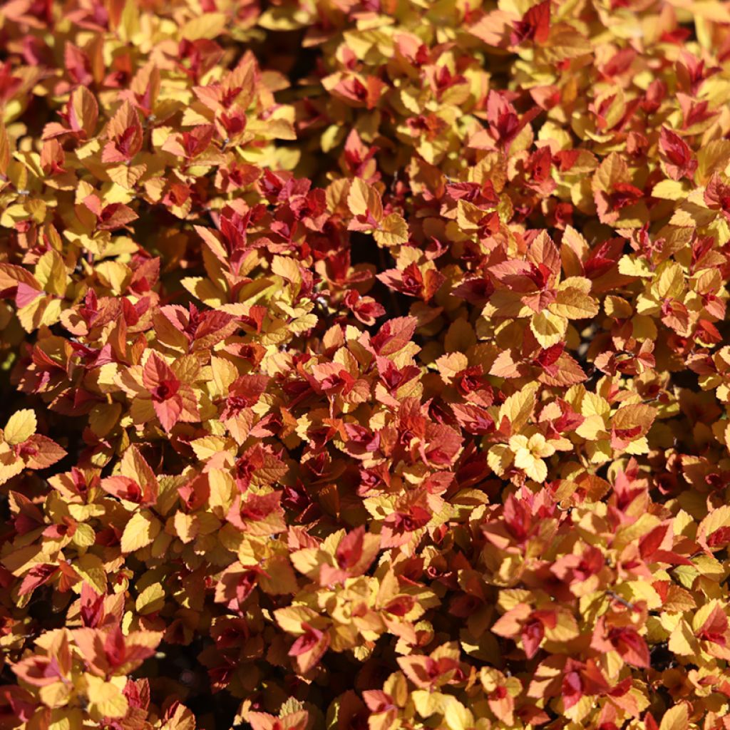 Spiraea japonica Merlo Gold - Spierstruik