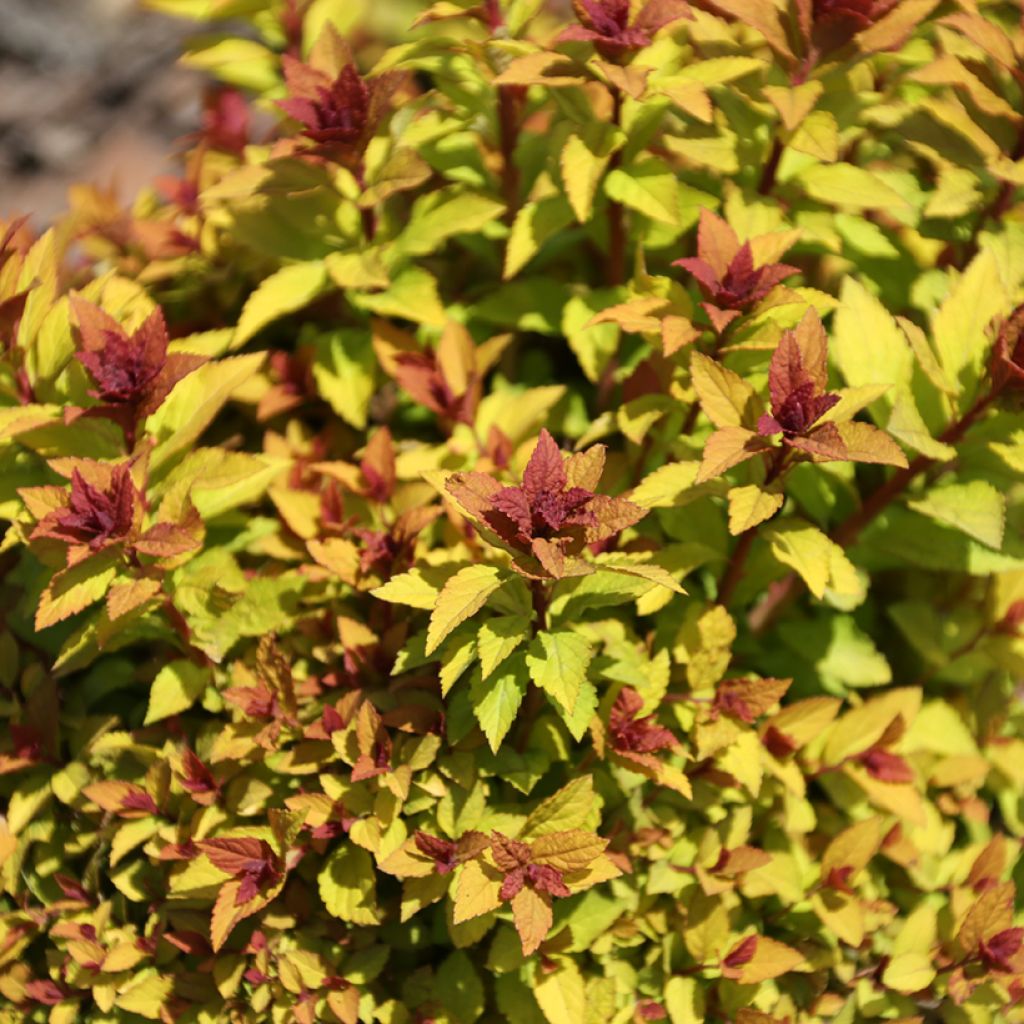 Spiraea japonica Merlo Gold - Spierstruik