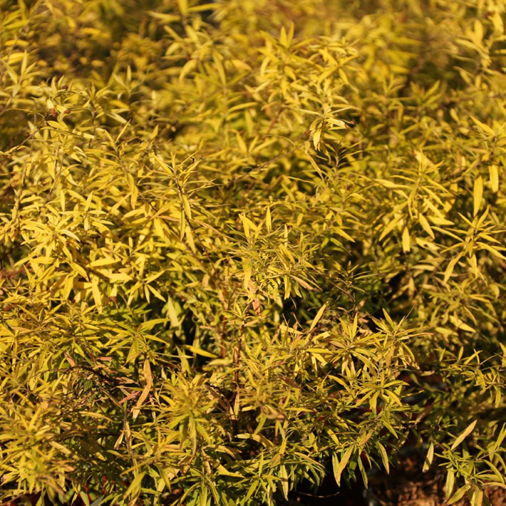 Spiraea thunbergii Ogon - Spierstruik