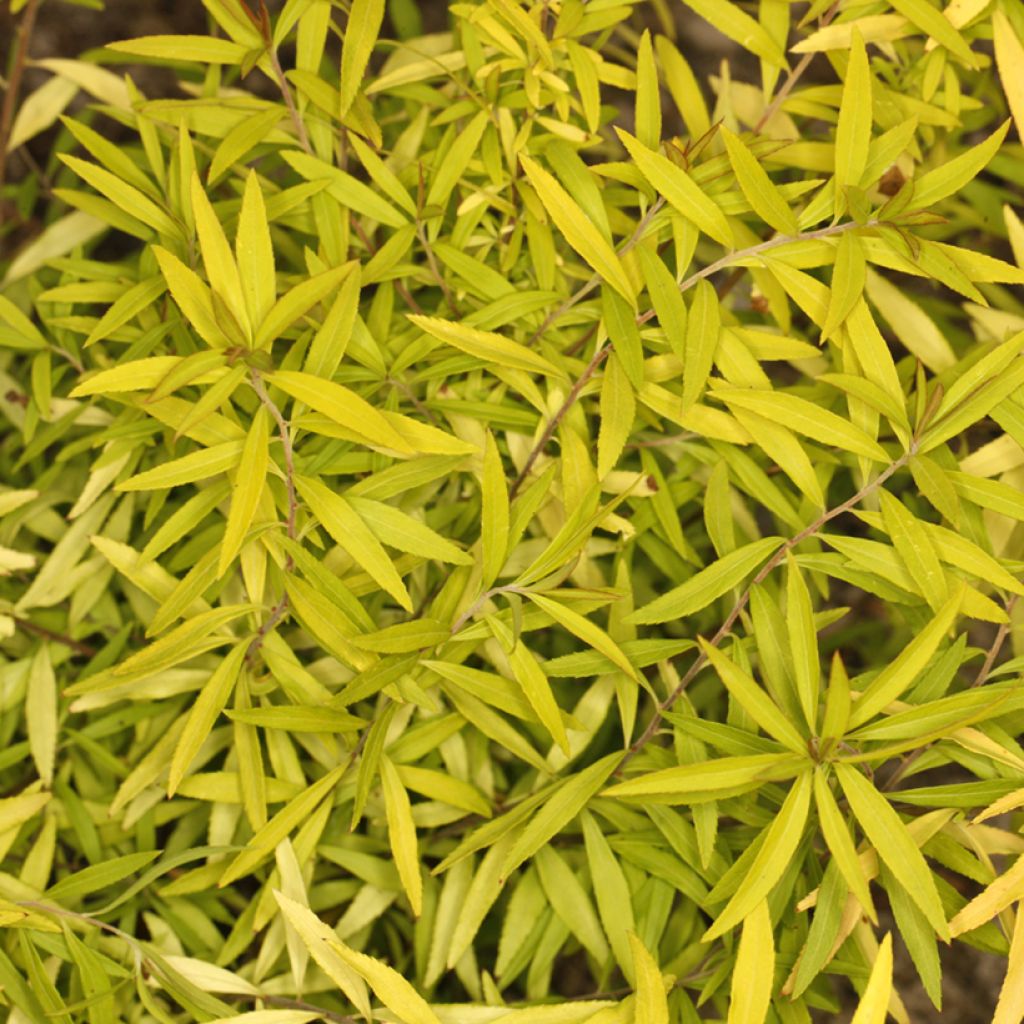 Spiraea thunbergii Ogon - Spierstruik