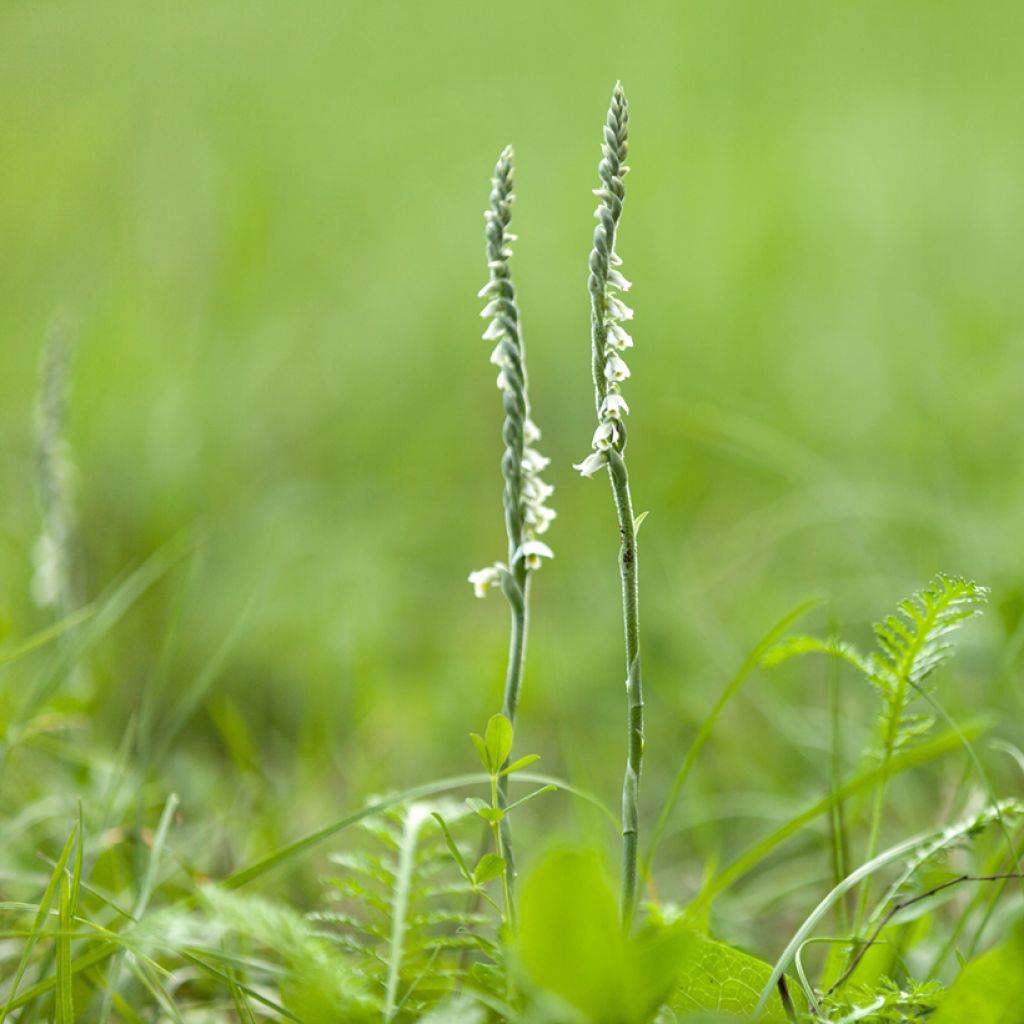 Spiranthes cernua var odorata Chadds Ford - Schroeforchis