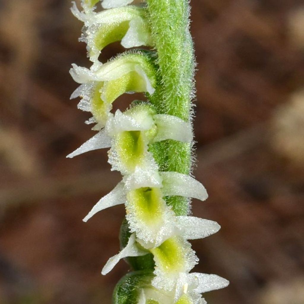Spiranthes ochroleuca - Schroeforchis