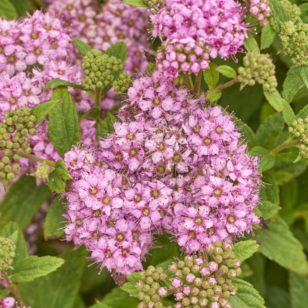 Spiraea japonica Fenna - Spierstruik
