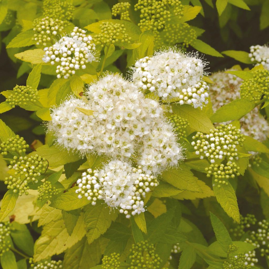 Spiraea japonica White Gold - Spierstruik