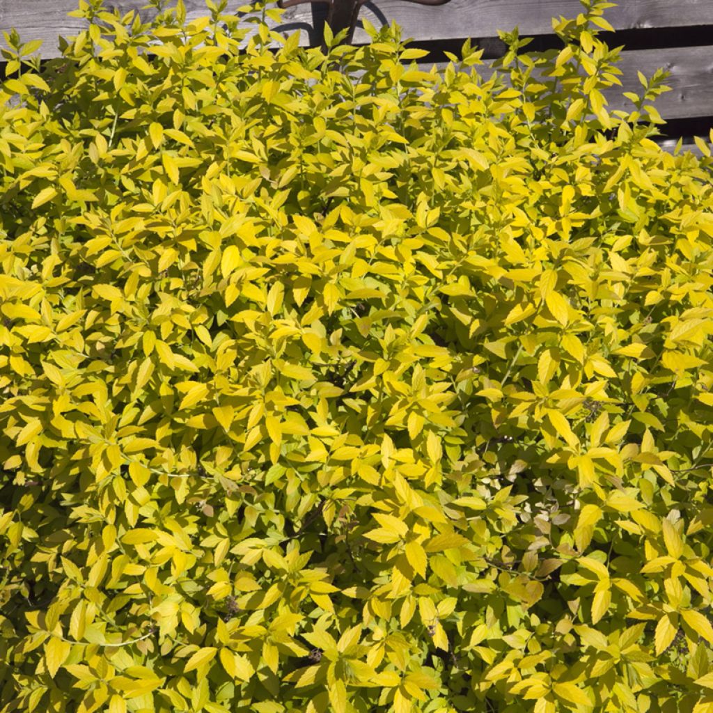 Spiraea japonica White Gold - Spierstruik