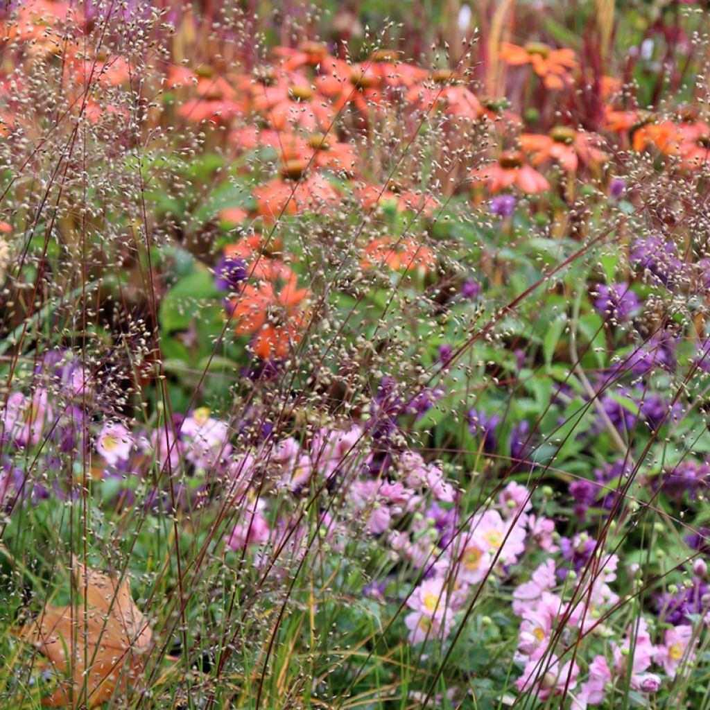 Sporobolus heterolepis Wisconsin Strain - Parelgras