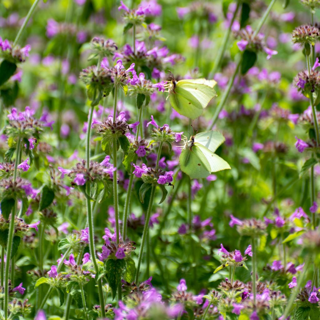 Andoorn Superba - Stachys grandiflora